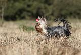 YORKSHIRE TERRIER 250